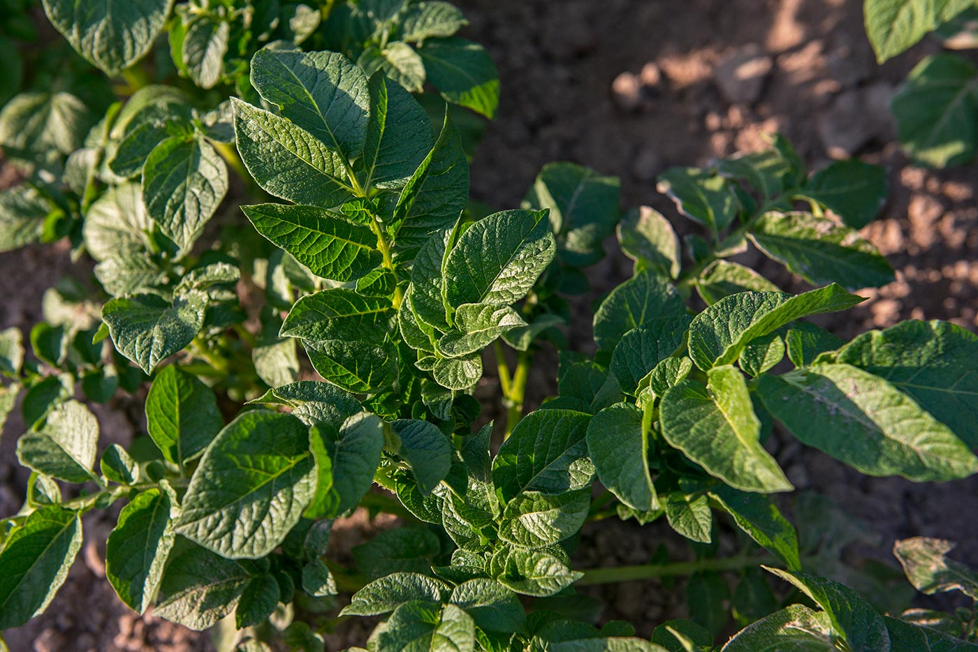 Kum Dobo People and Plants
