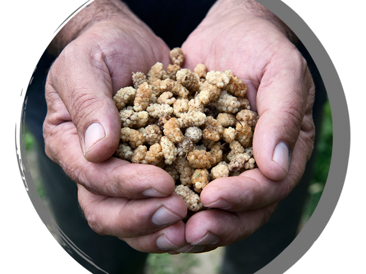 Mulberry healing features in Tajikistan